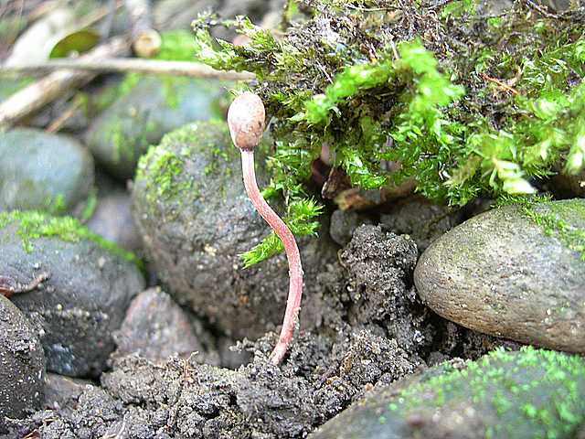 Cordyceps larvicola    Qulet